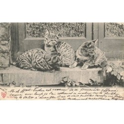 CHATS -MK41554 TROIS CHATS TIGRE