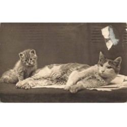 CHATS -MK41503 CHAT ALLONGE ET UN CHATON