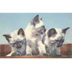 CHATS -MK41560 TROIS CHATONS BLANC