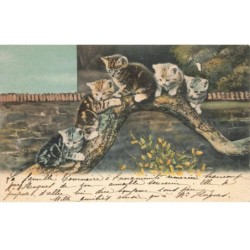 CHATS -MK44948 CHATONS SUR UNE GROSSE BRANCHE D UN ARBRE