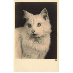 CHATS -MK40071 UN CHAT BLANC