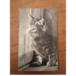 CHAT CAT -FG49219 CARTE A SYSTEME MUSICAL