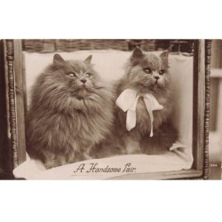 CHATS AF-DC507 DEUX TRES BEAUX (handsome) CHATS