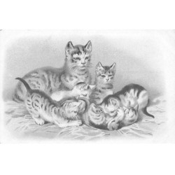 CHATS AF-DC500 MAMAN CHAT ET SES PETITS