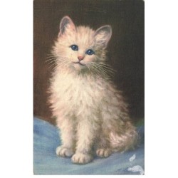 CHATS -MK46015 JOLIE CHATON BLANC AUX YEUX BLEU