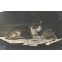 CHATS -MK46793 CHAT ET CHATON SUR DU PAPIER JOURNAL