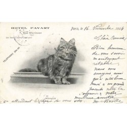 CHATS AI-DC940 LE CHAT MARQUIS ET UNE PUB HOTEL FAVART RUE MARIVAUX A PARIS 75002