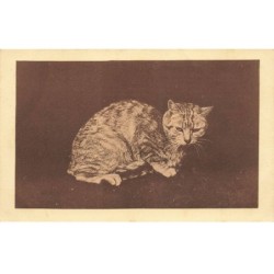 CHAT AI-DC948 UN CHAT