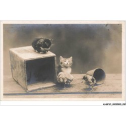 AS-BFP1-0006 - CHAT - Chat et poussins