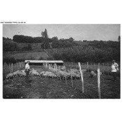 BY-BFP2-1008-COCHON - UNE PORCHERIE