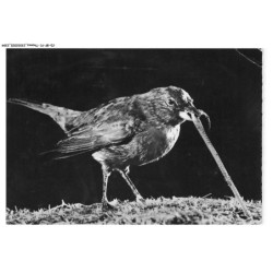 CD-BFP1-1198-ANIMAUX - Merle