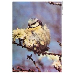 CD-BFP1-1203-ANIMAUX - Mésange bleue