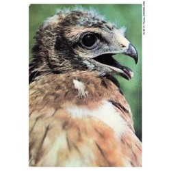 CD-BFP1-1204-ANIMAUX - Busard cendré