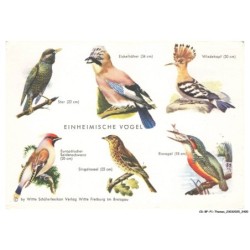 CD-BFP1-1201-ANIMAUX - Einheimische vogel
