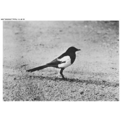 CD-BFP1-1193-ANIMAUX - Pie