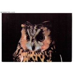 CD-BFP1-1202-ANIMAUX - Hibou - Moyen-duc - Asio-otus