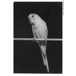 CD-BFP1-1194-ANIMAUX - Perruche