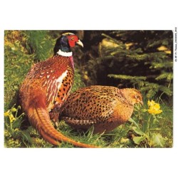 CD-BFP1-1206-ANIMAUX - Faisan - Phasianus colchicus
