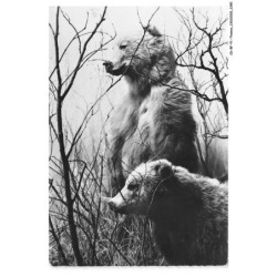 CD-BFP1-1196-ANIMAUX - Ours de l'alaska