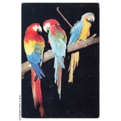 CD-BFP1-1188-ANIMAUX - Perroquet