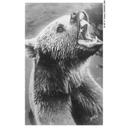 CD-BFP1-1154-ANIMAUX - Un ours