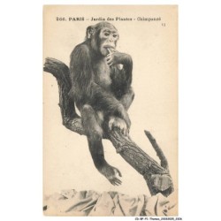 CD-BFP1-1164-ANIMAUX - Paris jardins des plantes - Chimpanzé