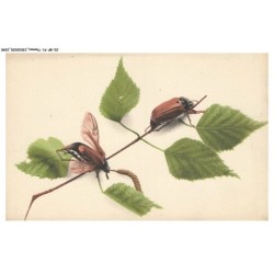 CD-BFP1-1146-ANIMAUX - Insectes sur des feuilles