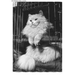 CD-BFP1-1073-CHAT - Portrait d'un chat blanc