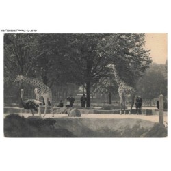 CD-BFP1-1160-ANIMAUX - Parc zoologique du bois de vincennes - Paris - Les girafes sur leur plateau