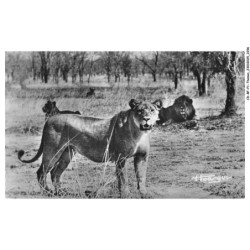 CD-BFP1-1149-ANIMAUX - Faune africaine - Lions et lionnes dans la boursse