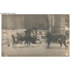 CD-BFP1-1137-ANIMAUX - Couple lion - Carte photo