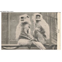 CD-BFP1-1128-ANIMAUX - Mouflon