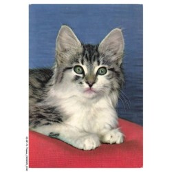 CD-BFP1-1071-CHAT - Portrait d'un chat