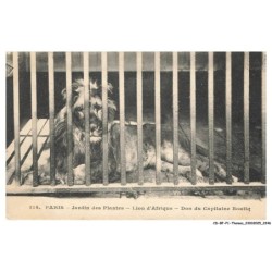CD-BFP1-1124-ANIMAUX - Paris - Jardin des plantes - Lion d'afrique - Don du capitaine boutiq
