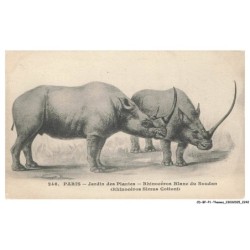 CD-BFP1-1122-ANIMAUX - Paris - Jardin des plantes - Rhinecéros blanc du soudan