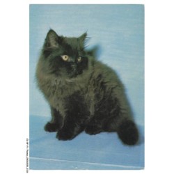 CD-BFP1-1064-CHAT - Portrait d'un chat noir