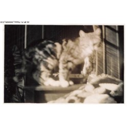 CD-BFP1-1060-CHAT - Portrait d'un chat