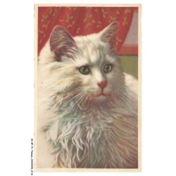CD-BFP1-1059-CHAT - Portrait d'un chat blanc