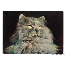 CD-BFP1-1066-CHAT - Chat noir