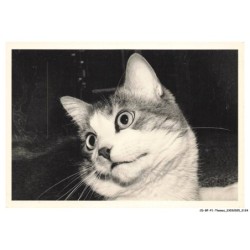CD-BFP1-1063-CHAT - Hazael - Le regard attendri