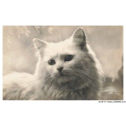 CD-BFP1-1056-CHAT - Portrait d'un chat blanc