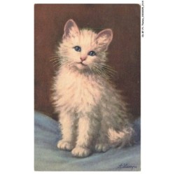 CD-BFP1-1058-CHAT - Portrait d'un chat blanc