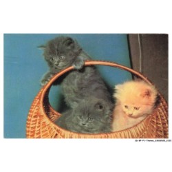 CD-BFP1-1062-CHAT - Chaton dans un panier