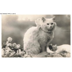 CD-BFP1-1055-CHAT - Portrait d'un chat