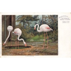 OISEAUX -MK48882 THE ZOOLOGICAL SOCIETY OF LONDON DEUX FLAMAND ROSE