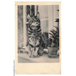 BY-BFP2-1105-CHAT - CHAT PRES D'UN POT DE FLEURS