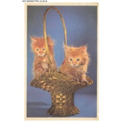 BY-BFP2-1107-CHAT - DEUX CHATON DANS UN PANIER