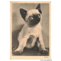 BY-BFP2-1133-CHAT - PORTRAIT D'UN CHAT - SIAMOIS