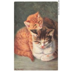 BY-BFP2-1128-CHAT - DEUX CHATS DE MEME RACE - STOCKS