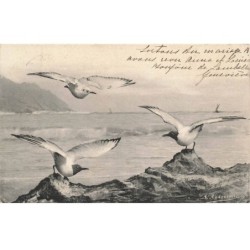 OISEAUX -MK41576 LA MER OISEAUX MOUETTES ILLUSTRATEUR ANDREOSSI